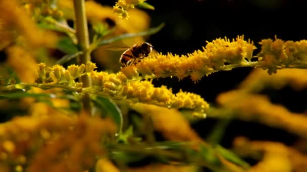 Bin samlar nektar på gula blommor. Bin pollinerar växter.Bin på en blomma — Stockvideo