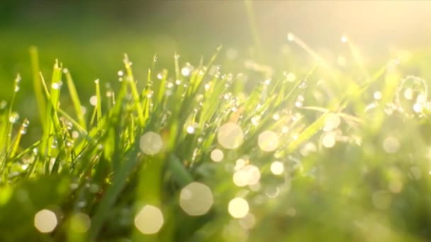 Gras en water druppels macro-achtergrond. Gras met waterdruppels en zonnestralen in de zomertuin.Natte gras in de tuin.natuur groene achtergrond — Stockvideo