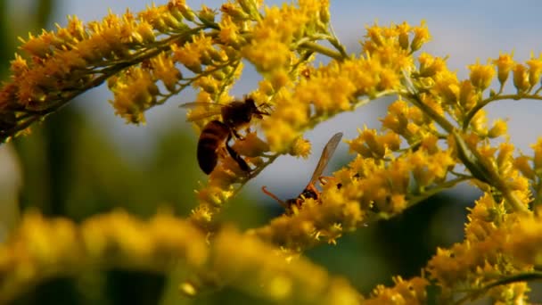 Méhek egy virág közeli felvételen. A méhek nektárt gyűjtenek sárga virágokon. Méhek beporzása növények — Stock videók