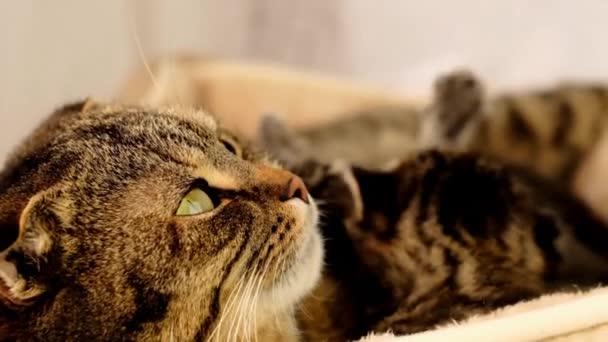 Mãe gato e gatinhos em uma cama bege. Scottish fold tabby gatos. Animais de estimação. Movimento lento — Vídeo de Stock