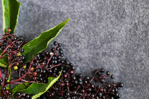 Sambucus berries on gray background.Ripe black elderberry. Elderberry harvest. — Stock Photo, Image