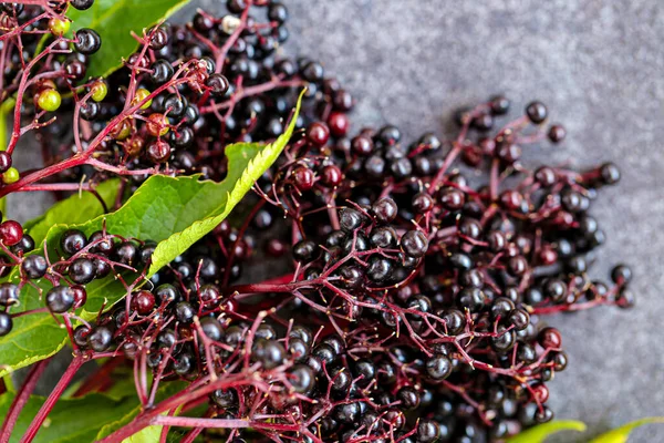 Bagas de sambucus em fundo cinza. Ramos de sabugueiro. Amadurecer sabugueiro preto. Colheita de sabugueiro. — Fotografia de Stock