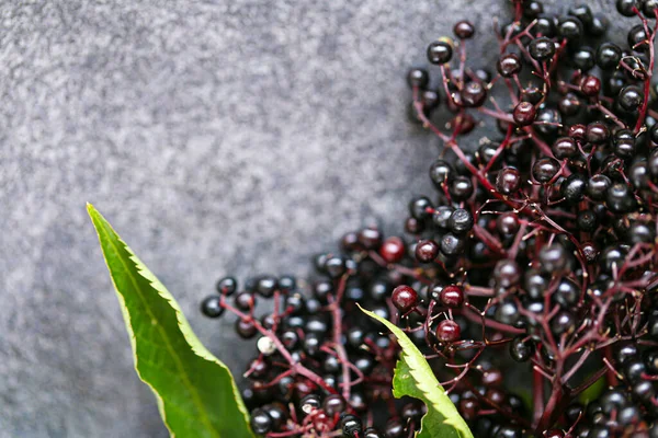 Elderberry berries on slate background.Sambucus berries. — Stock Photo, Image