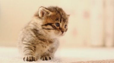 Kedi miyavlıyor. Parlak bir odada bej bir halıda gri kedi yavrusu. Küçük evcil kedi..