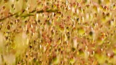 Çayır otları. Doğal güzellikte bir geçmişi var. Yaz çiçekleri ve çimenler güneşli bir yaz gününde kapanıyor. Yaz mevsimi..