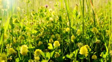 Güneşteki çayır çimenleri. Yaz çiçekleri ve çimenler güneşli bir yaz gününde yakınlaşır. Yaz mevsimi. Yavaş çekim.