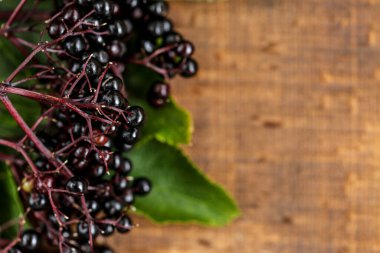 Sambucus meyveleri. Ahşap zemin üzerinde Mürver üzümü. Olgun mürver çileği dalları. Mürver hasadı