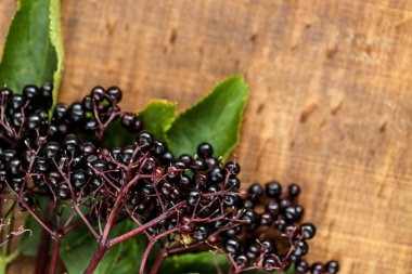 Sambucus meyveleri. Ahşap arka planda Mürver ağacı. Olgun mürver böğürtlenleri.