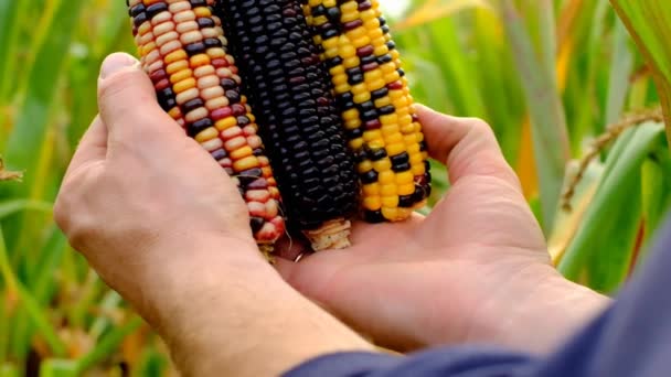 Farbige Maiskolben. Bunte Maiskolben. Maiskolben in verschiedenen Farben. Bio-Gemüseanbau. Maisernte im Herbst. — Stockvideo