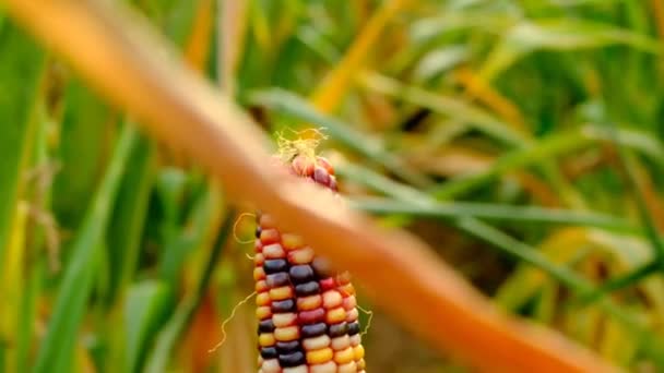 Pannocchie di mais colorate.Granoturco multicolore nel campo di mais autunno.Pannocchie di mais di diversi colori.Coltivazione di verdure bio. Raccolta autunnale del mais. — Video Stock