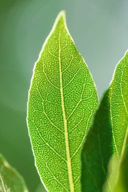 Yeşil defne yaprakları güneş ışınlarında yeşil bir arkaplanda. Laurel yaprağı. Baharatlar ve baharatlar. 