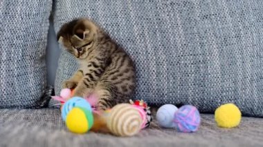 Kedi ve oyuncaklar. Oyuncak kedi. Gri tekir bir kedi yavrusu oyuncaklarla oynar.