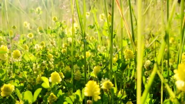 Äng gräver i solen.Röd klöver och alfalfa.Sommarblommor och gräs närbild på en solig sommardag.Sommarsäsong.Sommarstämning.slow motion — Stockvideo