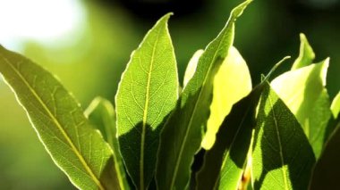 Laurel Yaprağı. Körfez Yaprağı. Yeşil defne yaprakları yeşil bulanık arkaplanda