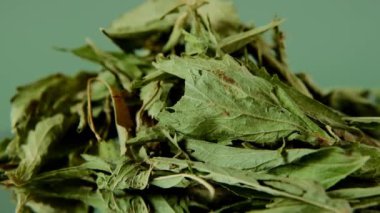 Stevia rebaudiana. kuru stevia yaprakları parlak yeşil arkaplanda.
