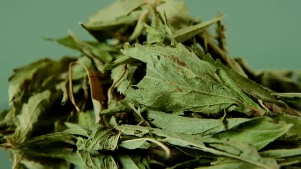 Η Στέβια Ρεμπουντιάνα. ξηρά φύλλα στέβια σε ανοιχτό πράσινο φόντο. — Αρχείο Βίντεο
