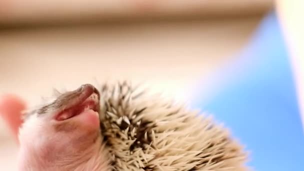 Hedgehog.drooling bebé erizo. Erizo pequeño en mano primer plano sobre un fondo de luz borrosa. Mascotas — Vídeos de Stock