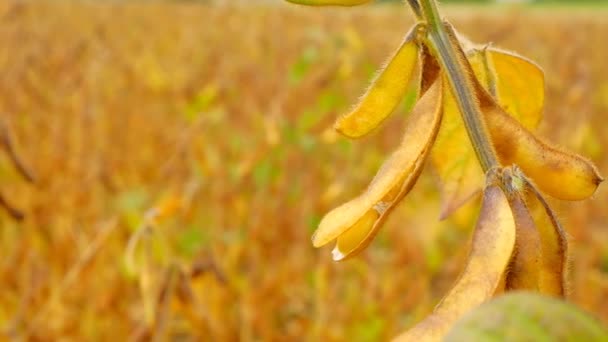 Sojabonen. Pods rijpe sojabonen close-up. rijpe sojabonen. sojaveld — Stockvideo