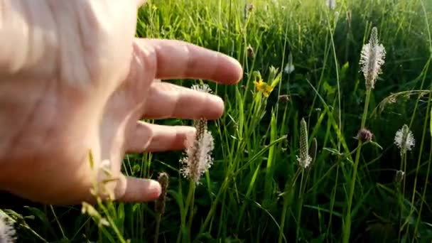 Θερινά λουλούδια. θηλυκό χέρι αγγίζει τα λουλούδια στις ακτίνες του ήλιου. Θερινή περίοδο.Αργή κίνηση — Αρχείο Βίντεο