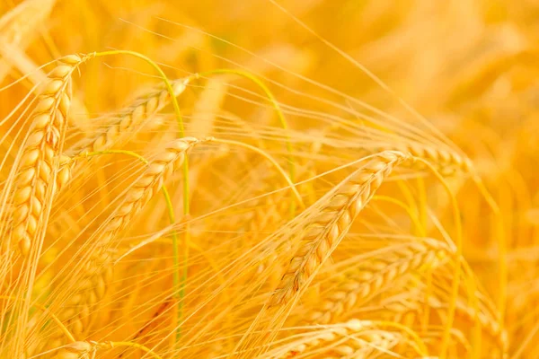 Boucles d'oreilles de blé doré.Récolte de blé.Matières premières de boulangerie. Production de farine et de produits de farine.Blé mûr.Spikelets de blé jaune mûr . — Photo