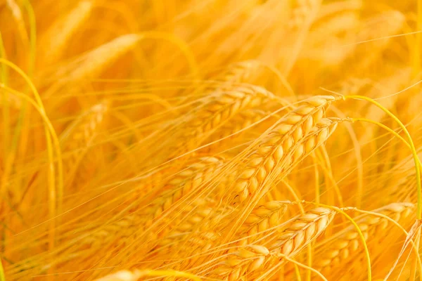 熟した黄色の小麦の小穂。黄金の小麦の耳。小麦の収穫。 — ストック写真