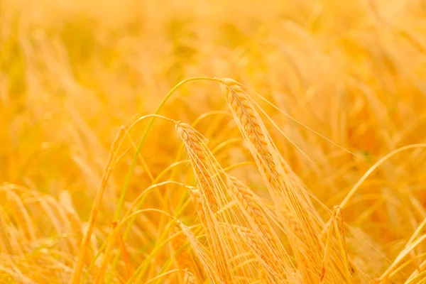 小麦を熟す。黄色の小麦の小穂。黄金の小麦の耳。小麦の収穫。小麦粉・小麦粉製品の生産 — ストック写真
