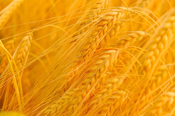 熟した黄色の小麦の小穂。黄金の小麦の耳。小麦の収穫。小麦粉製品の生産 — ストック写真