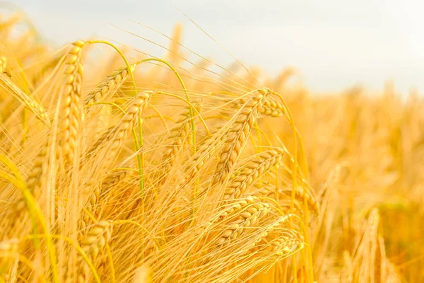 熟した黄色の小麦の小穂。黄金の小麦の耳。小麦の収穫。小麦粉・小麦粉製品の生産 — ストック写真