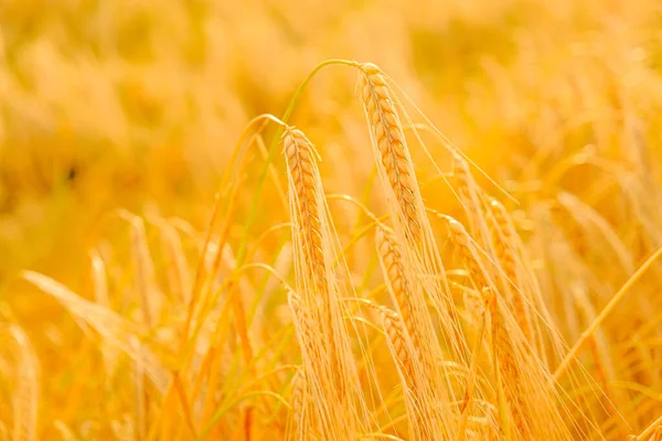 熟した黄色の小麦の小穂。黄金の小麦の耳。小麦の収穫。小麦粉・小麦粉製品の生産 — ストック写真