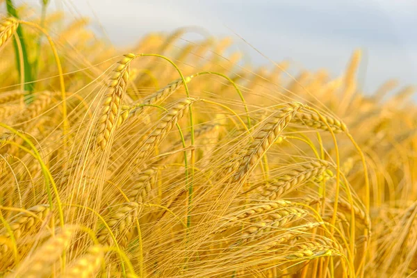 Blé.Spikelets de blé jaune mûr. boucles d'oreilles de blé doré.Récolte de blé.Matières premières de boulangerie. Production de farine et de produits à base de farine — Photo