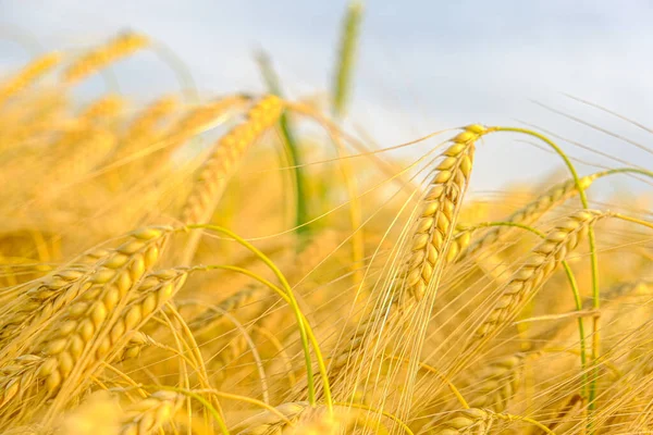 Blé mûr.Spikelets de blé mûr. boucles d'oreilles de blé doré.Récolte de blé.Matières premières de boulangerie. Production de farine et de produits à base de farine — Photo