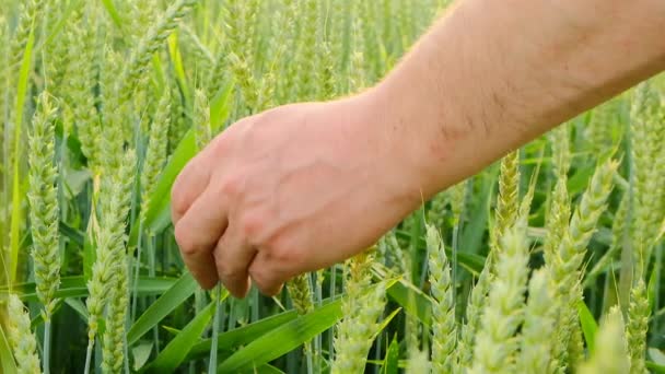 Blé vert.Un agriculteur touche une épi de blé avec sa paume. Oreilles vertes de blé. — Video
