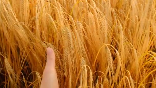 Olgun buğday. Çiftçi elini altın buğday kulaklarının üzerinden geçiriyor. Olgun sarı buğday dikenleri yakın plan. Yavaş hareket. Buğday hasadı.. — Stok video