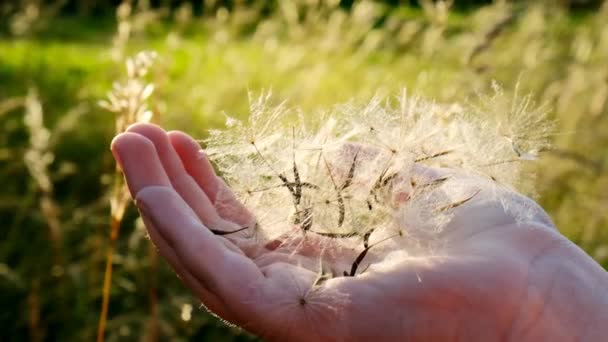 Paardenbloem zaden op de palm in de stralen van de zon.Lichtheid en gewichtloosheid. Zomer bloemen close-up op een zonnige zomerdag. — Stockvideo