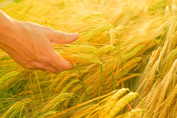 Agriculteur et champ de blé. Vérification de la maturité des grains. Fermier touchant une épi de blé avec de la palme.. — Photo