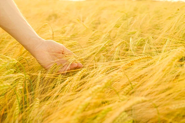 Récolte de blé. agriculteur et champ de blé. Vérification de la maturité des grains. Fermier touchant une épi de blé avec de la palme.. — Photo