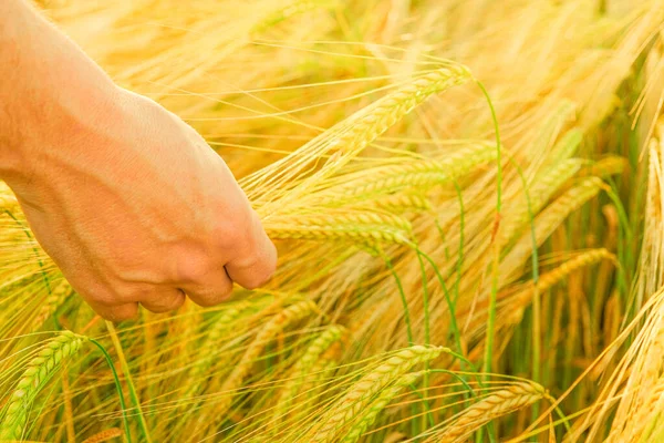 Récolte de blé. Vérification de la maturité des grains. Fermier touchant une épi de blé avec de la palme.. — Photo
