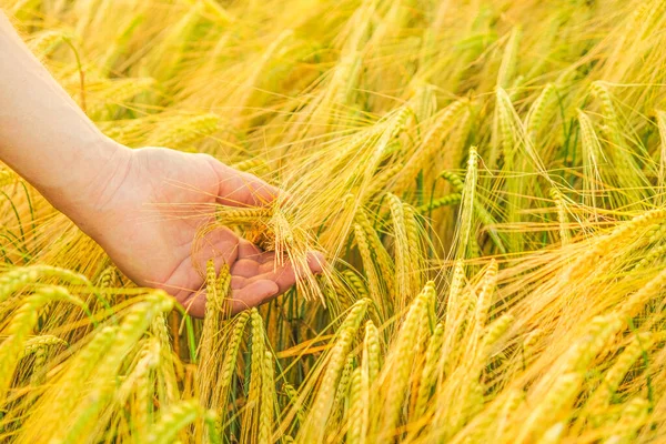 Récolte de blé. agriculteur et champ de blé. Vérification de la maturité des grains. Fermier touchant une oreille de blé avec la paume — Photo