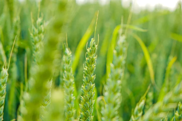 Blé vert. Champ de blé. Production de produits de farine. Des oreilles vertes. Épillets de blé — Photo