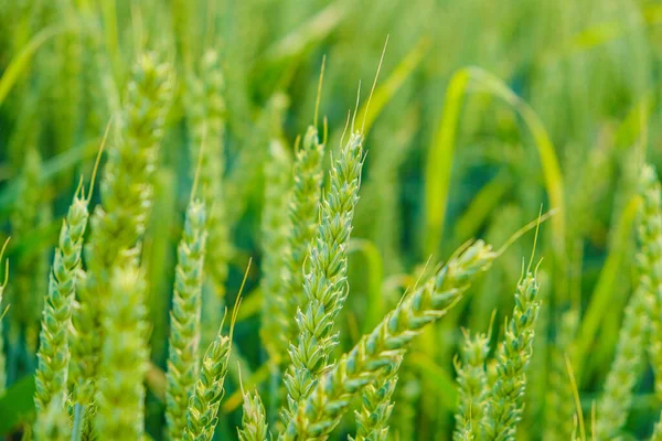 緑の小麦。小麦の収穫。麦畑だ。小麦粉製品の生産。緑の耳。小麦の小穂 — ストック写真