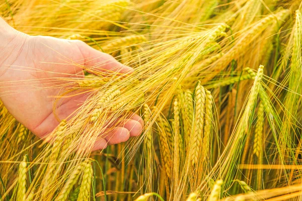 Récolte de blé. agriculteur et champ de blé. Vérification de la maturité des grains. Blé mûr. — Photo
