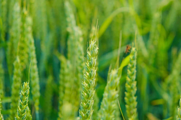 Blé vert. Récolte de blé. Production de produits de farine. Des oreilles vertes. Épillets de blé — Photo