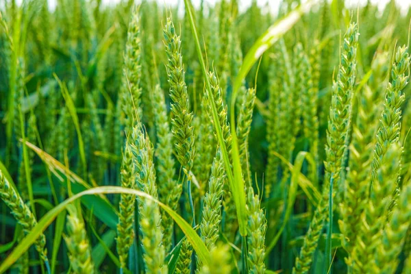 緑の小麦。小麦の収穫。麦畑だ。緑の耳。小麦の小穂 — ストック写真