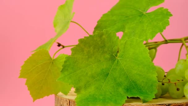 Uvas verdes com folhas em pódios verdes em um contexto rosa. Rotação.Bagas orgânicas. Um bando de uvas — Vídeo de Stock