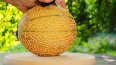 Ballı kavun. Kadın eli, yaz bahçesinde sulu bir kavunu keser. Kadın elinde bir kesikte kavun. İştah açıcı yaz meyveleri. Olgun sarı kavun