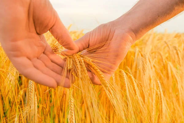 Récolte de blé. agriculteur et blé.agriculteur toucher oreille de blé avec sa paume . — Photo