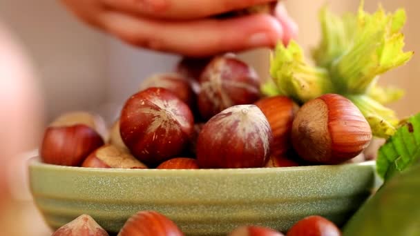 Hazelnoten in een kopje. De kinderhand giet noten in een beker.Noten met groene bladeren. Verse oogst van hazelnoten. Gekweekte biologische rijpe hazelnoten. — Stockvideo