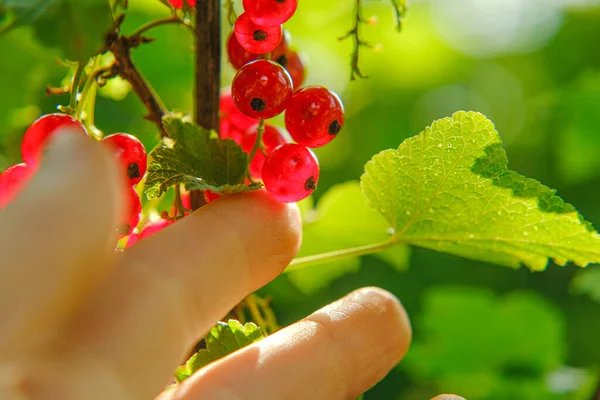 Groselha vermelha em uma mão nos raios do sol em um jardim.Colheita de passa de Corinto de veraneio berries.Red colheita de passa de Corinto. — Fotografia de Stock
