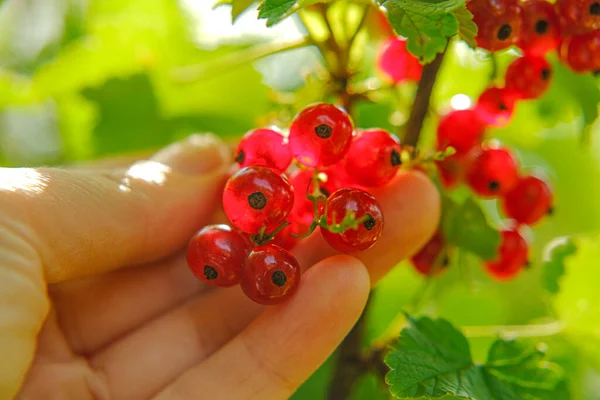 在夏天的花园里，红色的醋栗在阳光的照射下在女性的手里。采摘咖喱夏天的浆果。红色的醋栗在花园里采摘. — 图库照片