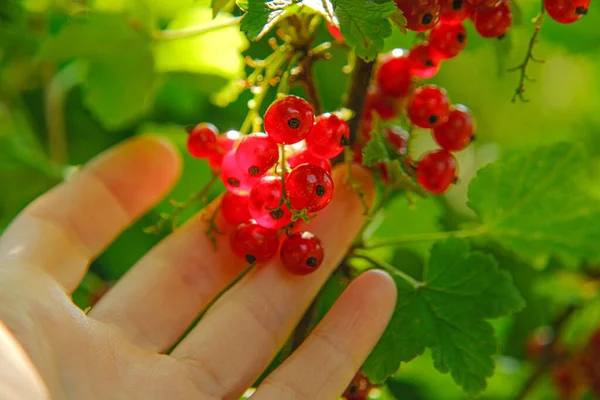 Groselha vermelha em uma mão feminina em um jardim de verão.Colheita de groselha.Berreira de verão.Colheita de groselha.Bagas de verão no jardim. — Fotografia de Stock